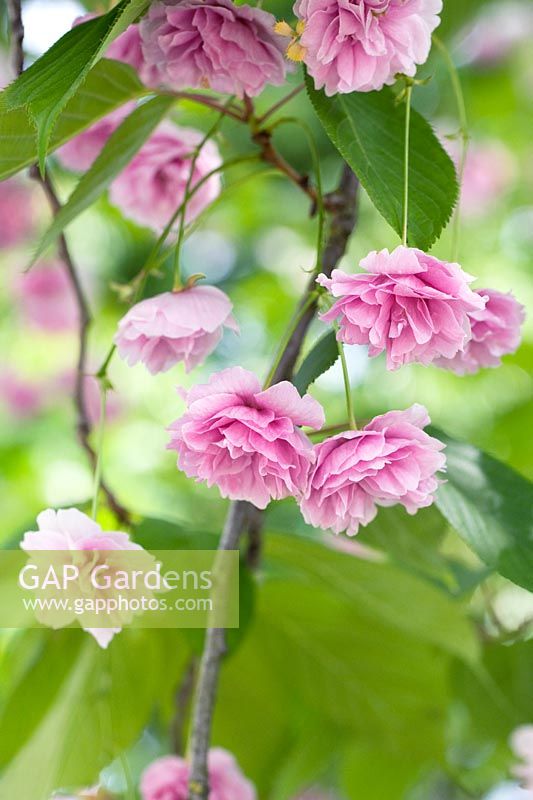 Prunus 'Shirofugen' - Japanese Flowering Cherry 