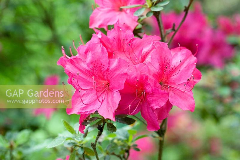 Rhododendron 'Advance'.