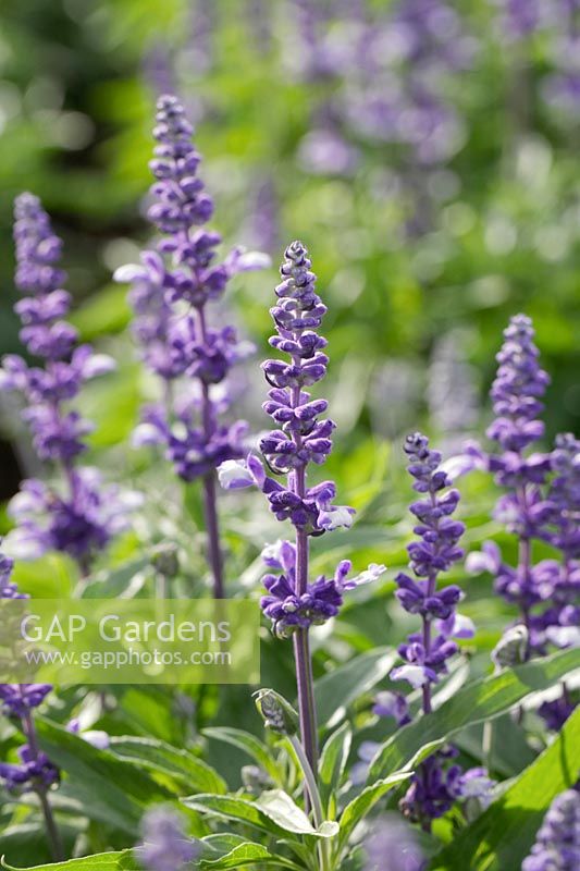 Salvia farinacea 'Fairy Queen' - Mealy Cup Sage, July