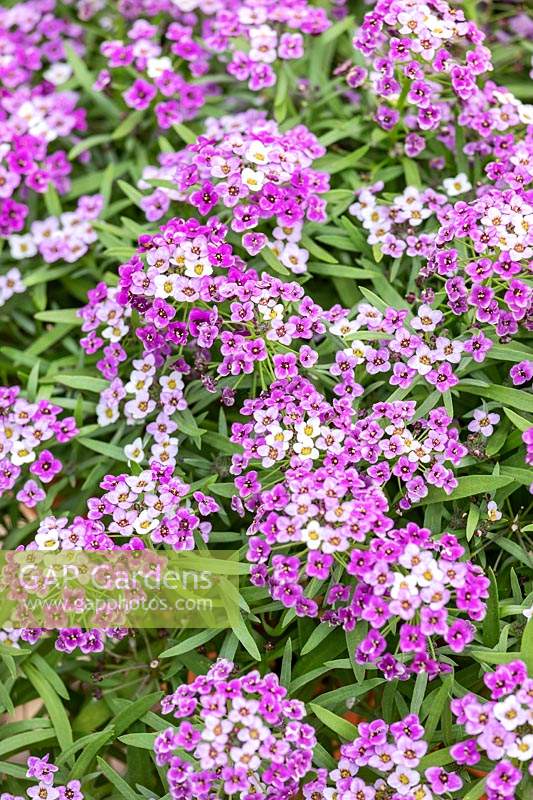 Lobularia 'Awesome Bicolor Purple White Improved'