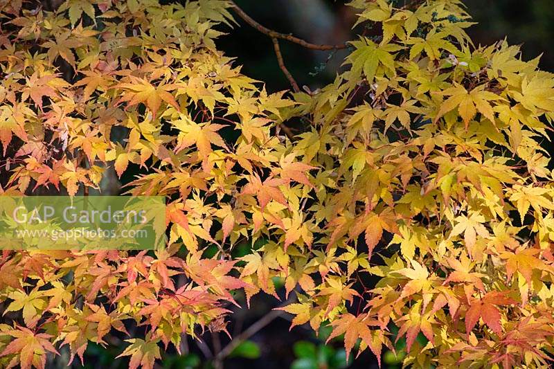 Acer palmatum 'Sango kaku' - Japanese Round-headed Maple 