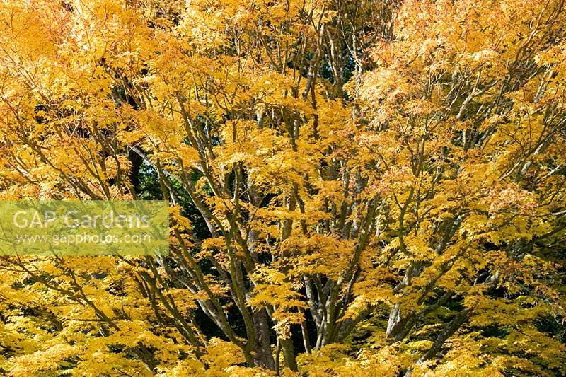 Acer palmatum 'Sango kaku' - Japanese Round-headed Maple 