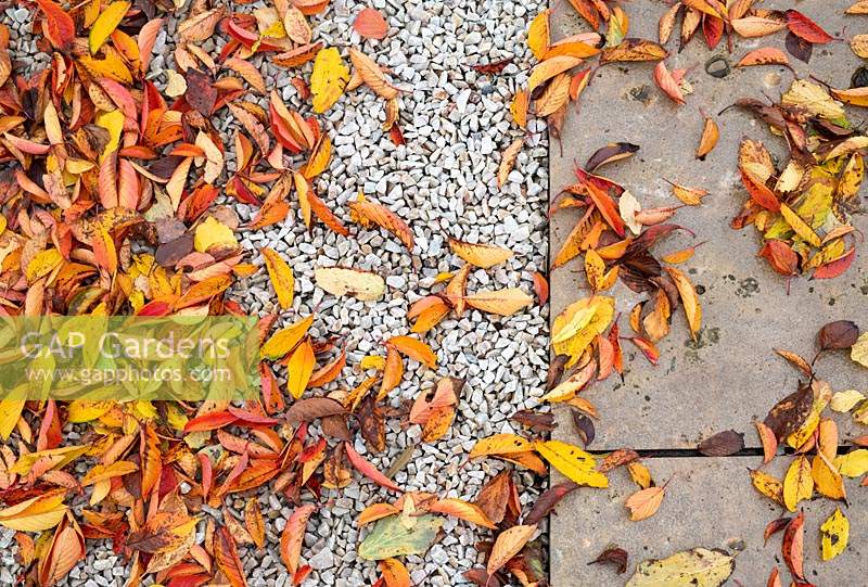 Prunus x yedoensis - Fallen Yoshino Cherry tree leaves on a path and gravel in autumn.