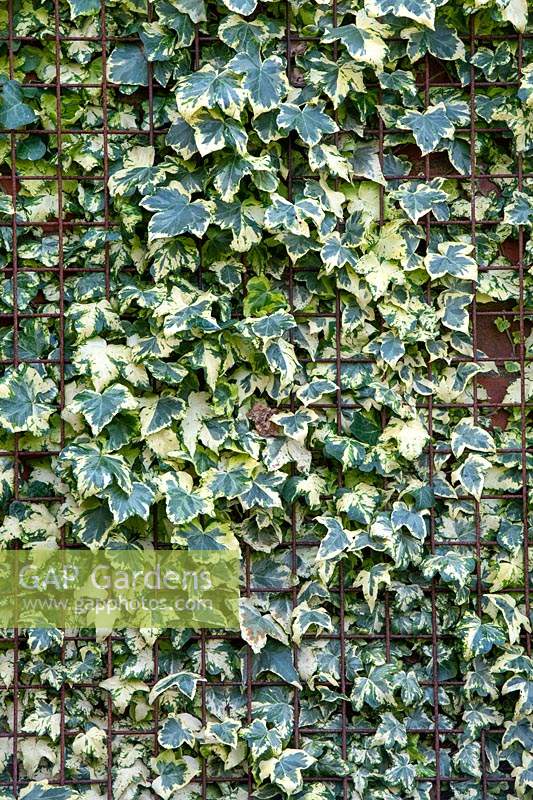 Hedera helix 'Saint Agnes' - Ivy 'Saint Agnes' against a brick wll and wire mesh at RHS Wisley gardens.