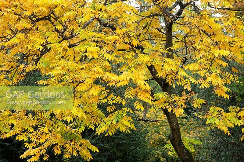 Juglans ailantifolia - Japanese walnut tree foliage in autumn at Westonbirt Arboretum.