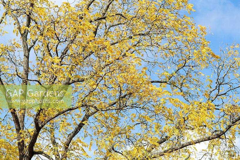 Juglans nigra - Eastern black walnut tree foliage in autumn.