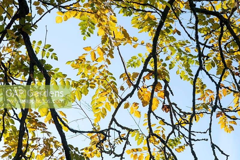 Koelreuteria paniculata - Pride of India tree foliage in autumn.