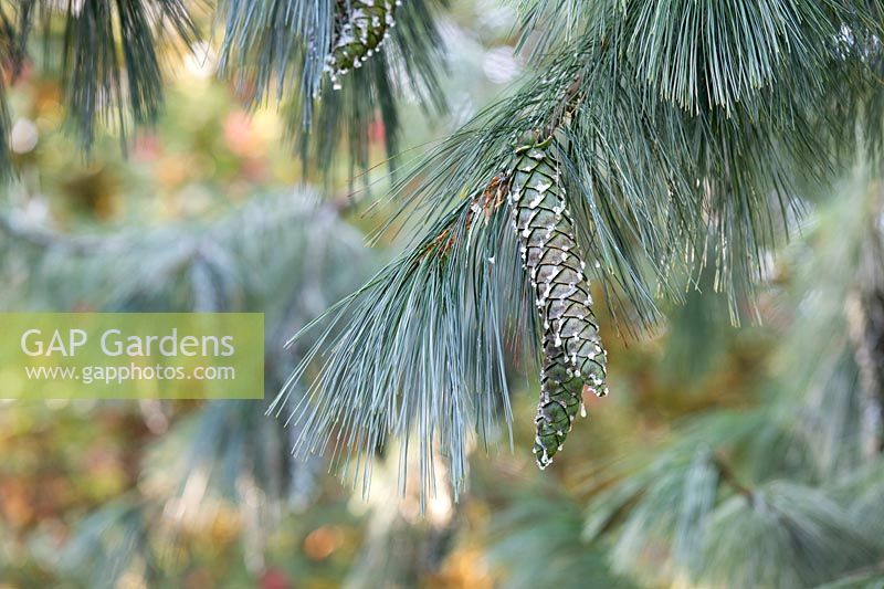 Pinus x holfordiana - Holford Pine - cones and needles