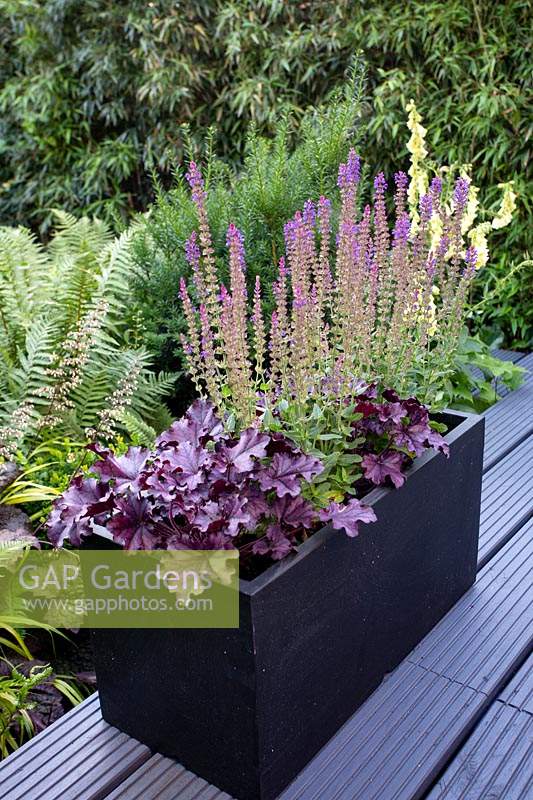 Wooden deck patio in small shade tolerant garden in London with a green theme. In black planter on terrace: Purple Heuchera Forever Purple and Salvia East Friesland.