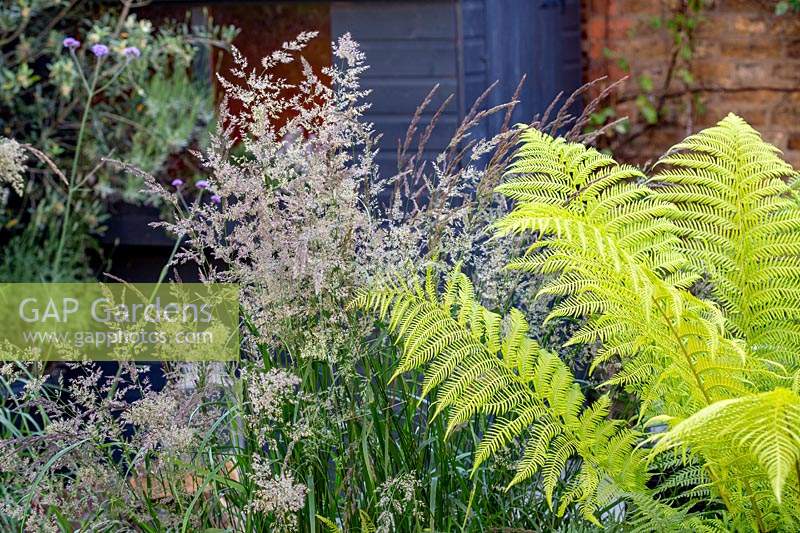 Small shade tolerant garden in London with a green theme. Calamagrostis x acutiflora Karl Foerster with Dicksonia antarctica.