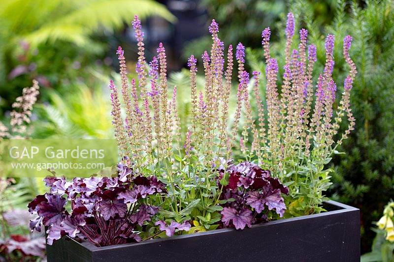 Small shade tolerant garden in London with a green theme. Purple Heuchera Forever Purple and Salvia East Friesland in grey planter.