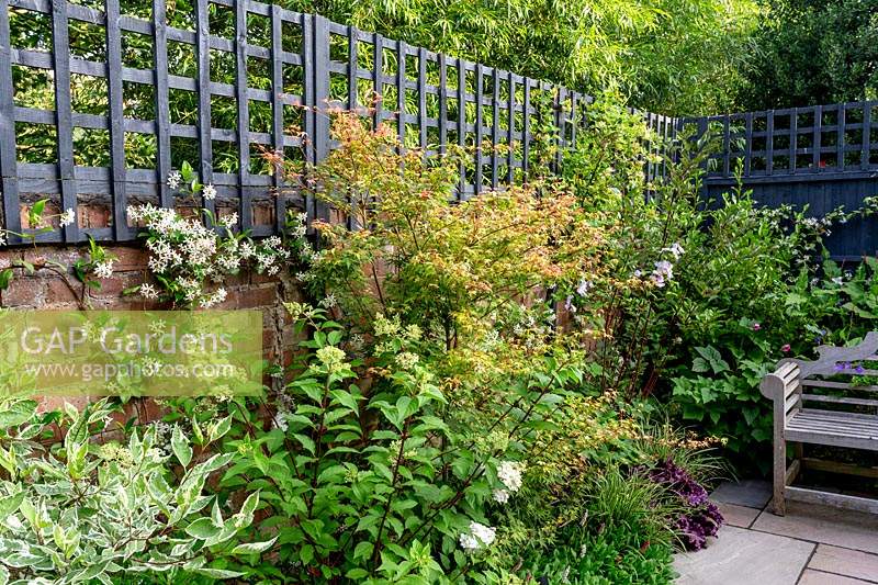 Contemporary garden in West London with wooden seat and grey painted trellis - planting includes Hydrangea Vanille Fraise, Trachelospermum jasminoides, Acer Katsura, Cornus Elegantissima.