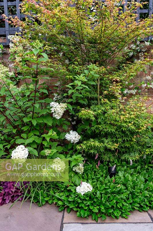 Contemporary garden in West London - Planting includes Heuchera Forever Purple, Hydrangea Vanille Fraise, Acer Katsura.