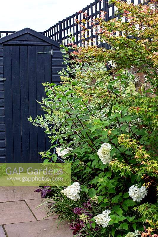 Contemporary garden in West London - view towards grey painted shed - borders include Acer Katsura, Hydrangea Vanille Fraise, Cornus Kesselnngii, Cornus Elegantissima.