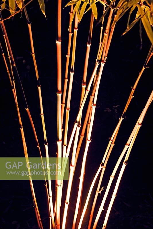 Phyllostachys - Bamboo - canes lit by electric lighting after dark 