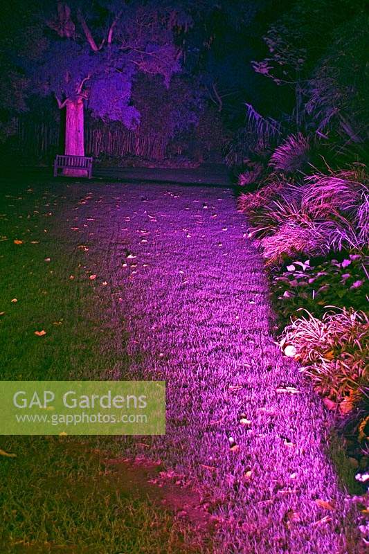 Lawn near border edge, lit by electric purple lighting after dark 