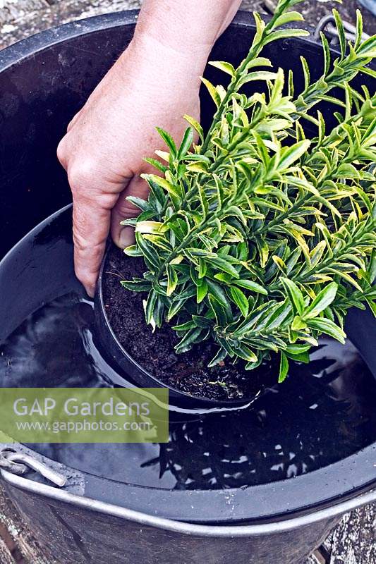 Soaking pot-grown plant Euonymus japonicus 'Microphyllus Aureovariegatus' in a bucket of water prior to planting
