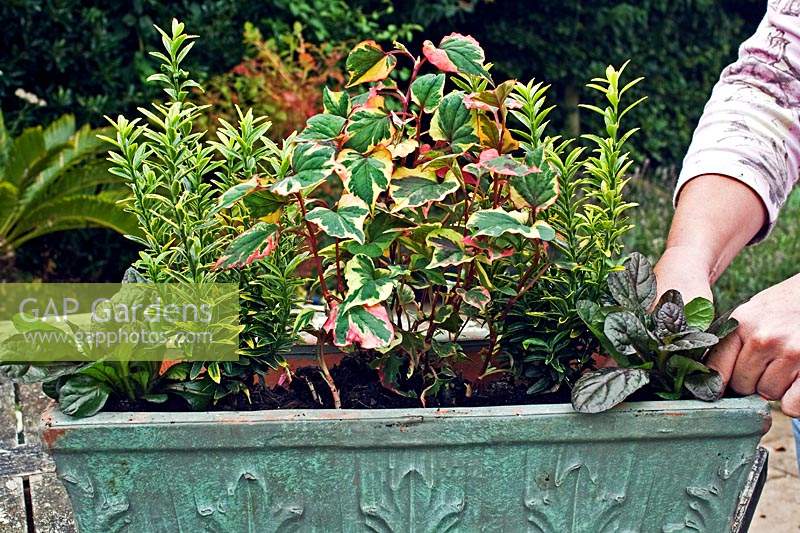 Planting a container trough with evergreens, plants include: Euonymus japonicus 'Microphyllus Aureovariegatus', Ajuga reptans 'Braunherz' and Houttuynia cordata 'Chameleon'
