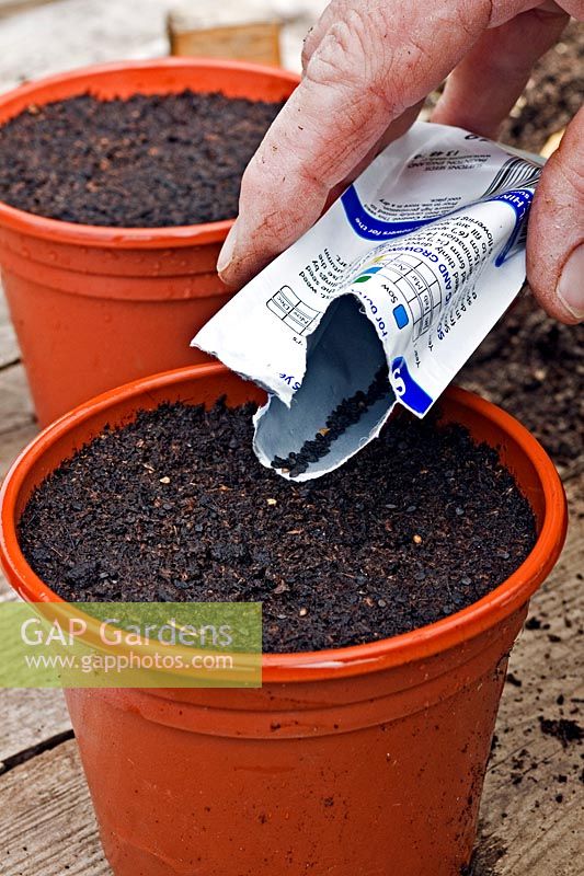 Sowing Dianthus barbatus - Sweet William - into small pots from a seed packet
