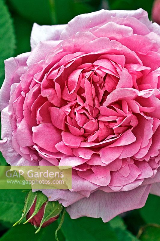 Rosa 'Comte de Chambord' - Old-fashioned Rose