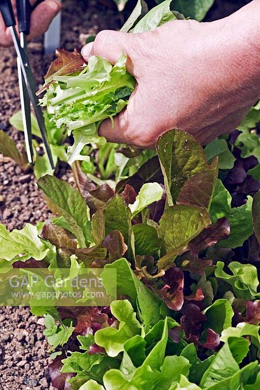 Harvesting cut-and-come-again salad leaves with scissors