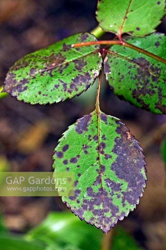 Diplocarpon rosae - Rose Black Spot - on leaves