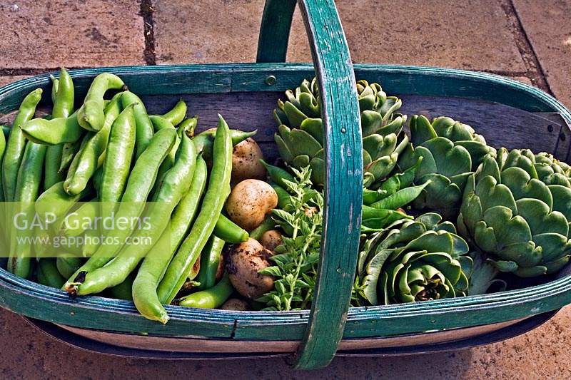 Trug full of vegetable produce including: Globe Artichoke, Potato and Broad Beans