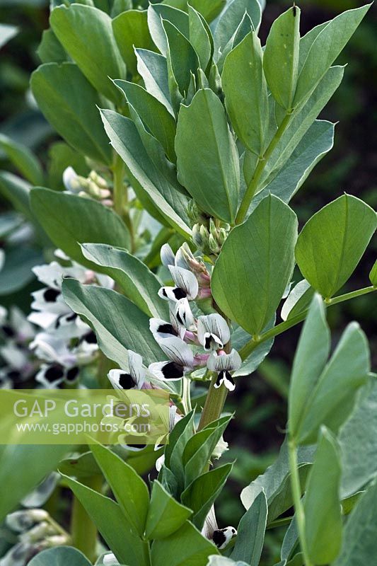 Vicia faba - Broad Bean - in flower