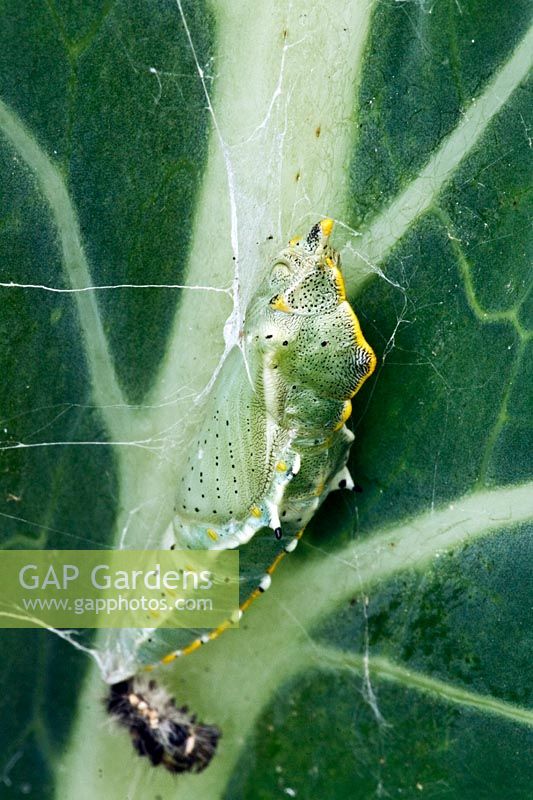 Pieris rapae - Cabbage White Butterfly -  pupa on a Cabbage leaf
