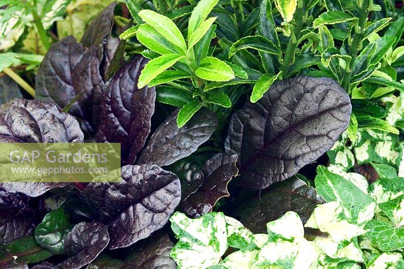 Ajuga reptans 'Braunherz', Euonymus japonicus 'Microphyllus Pulchellus' and variegated Hedra - Ivy - planted together in a container for foliage interest