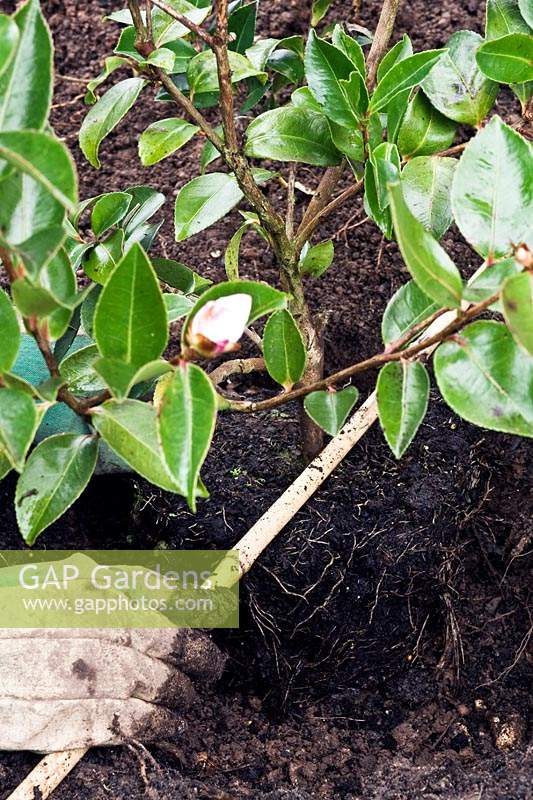 Planting a container-grown Camellia using a stick to obtain correct planting depth for the rootball