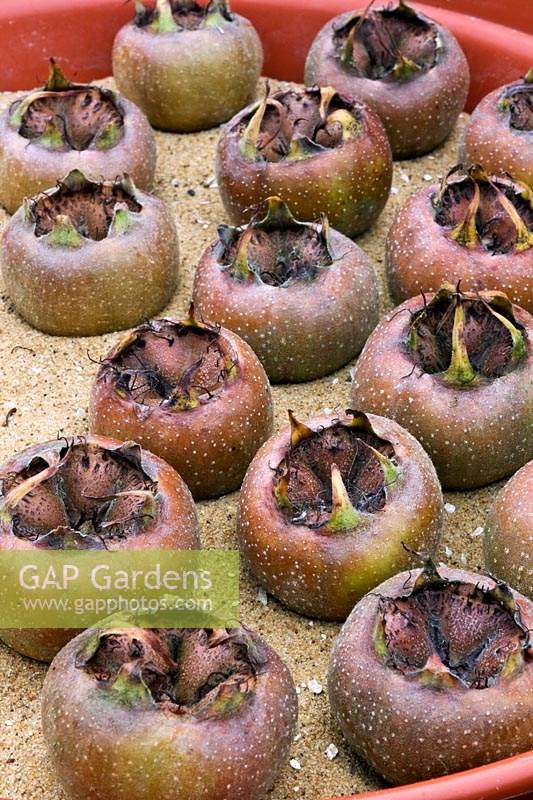 Storing Mespilus germanica - Common Medlar - fruits by sitting them upright in sand