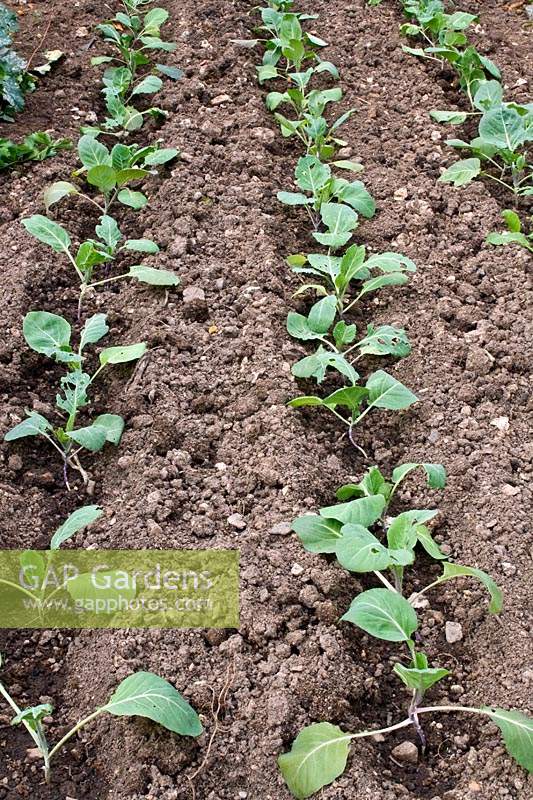 Rows of newly-planted Spring Cabbage plants 