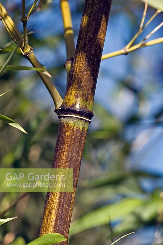 PhylloStachys nigra 'Punctata' - Black-stemmed Bamboo
