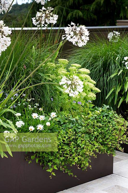 Metal raised bed planted with Agapanthus, Hedera - Ivy, Sedum and ornamental grass in a white and green themed planting