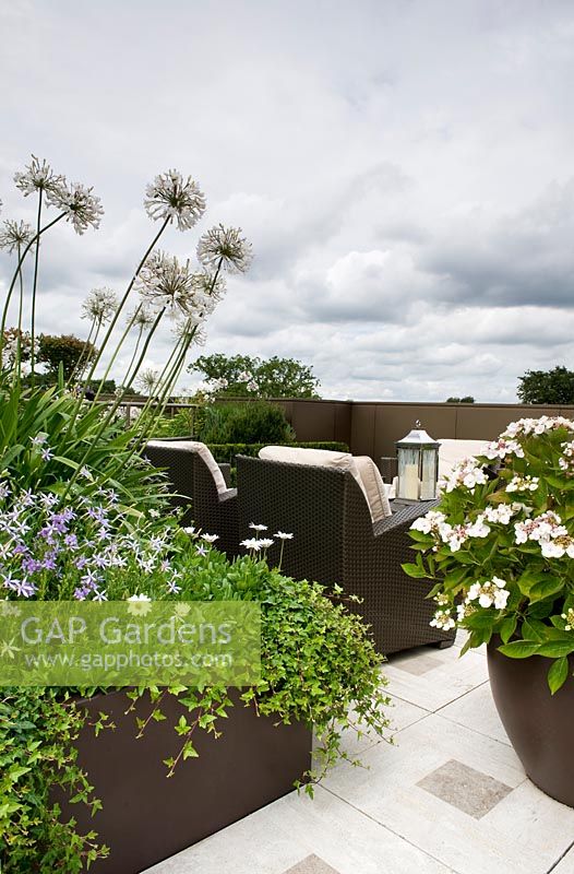 Contemporary urban roof garden with metal planter planted with Agapanthus, Heder - ivy, Sedum and Isotoma axillaris