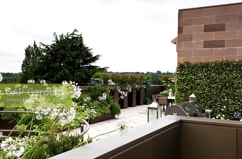 View over urban, roof garden, with containers of flowering Agapanthus and green, living wall. 