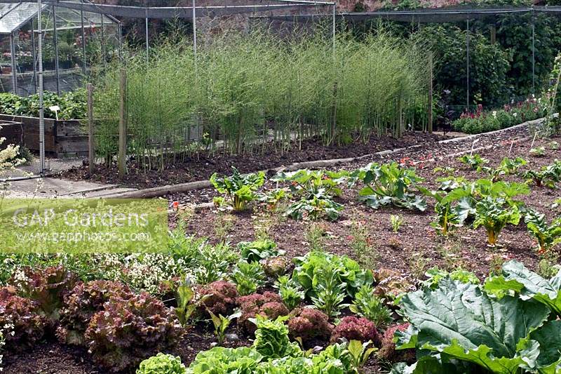 Formal vegetable garden with Asparagus and salads