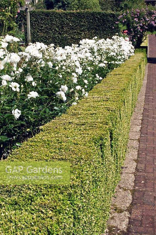 Bed of Rosa 'Iceburg' - Rose edged with hedge of Buxus - Box 