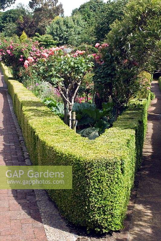 View along corner of Buxus - Box - edging containing a bed of standard Rosa - Rose and mixed planting