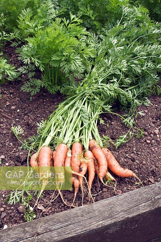 Bunch of harvested carrots lying on ground in a raised bed