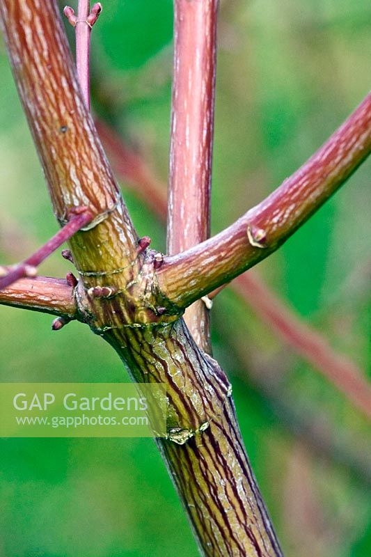 Close up of young stem of Acer davidii - Snake Bark Maple