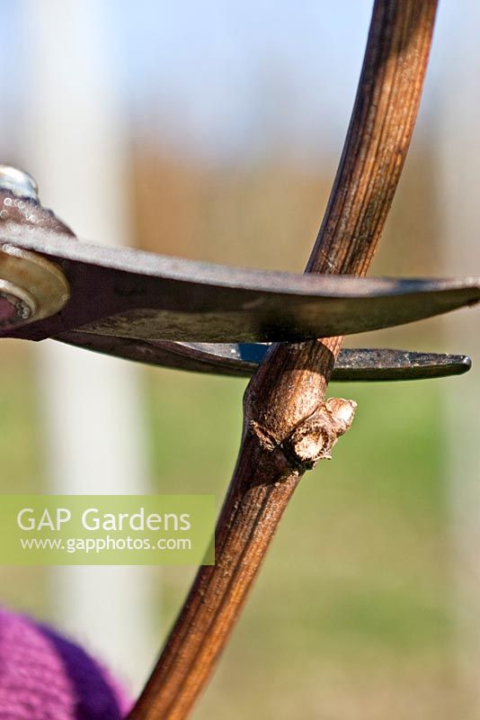 Close-up of cutting above bud - pruning grapevine