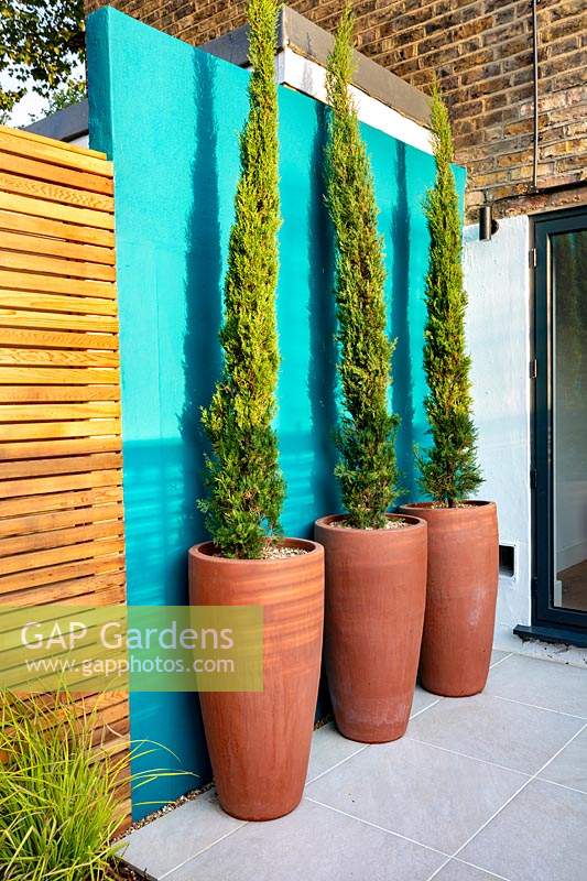 Painted feature wall and Cupressus sempervirens Stricta in pots