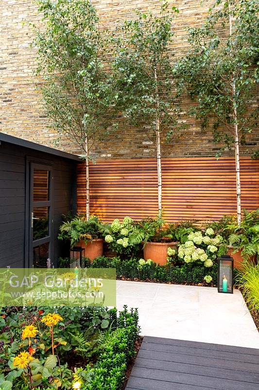 Betula Utilis in large pots,  Hydrangea paniculata 'Little Lime' at end of small London garden, summer.
