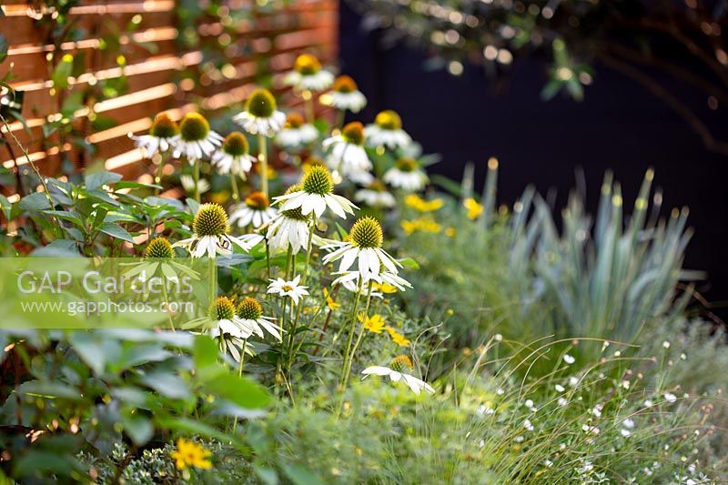 Echinacea 'Pow Wow White' in raised bed