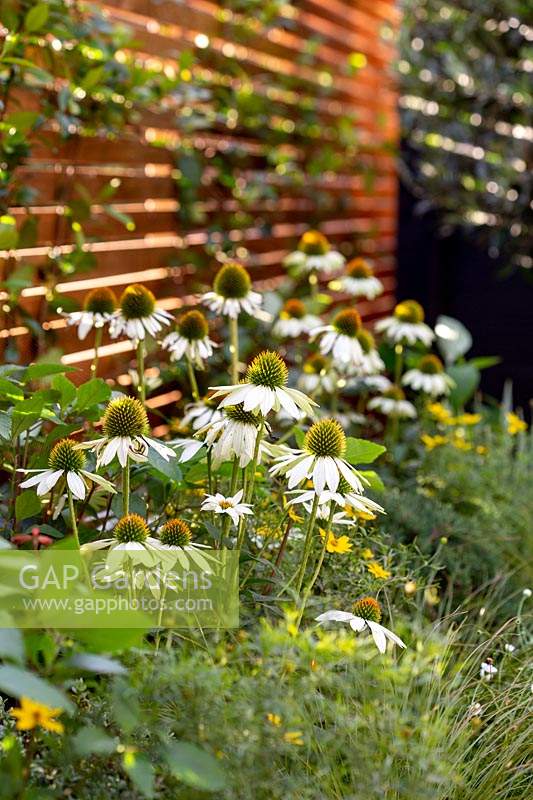 Echinacea 'Pow Wow White' in raised bed with cedar batten trellis background