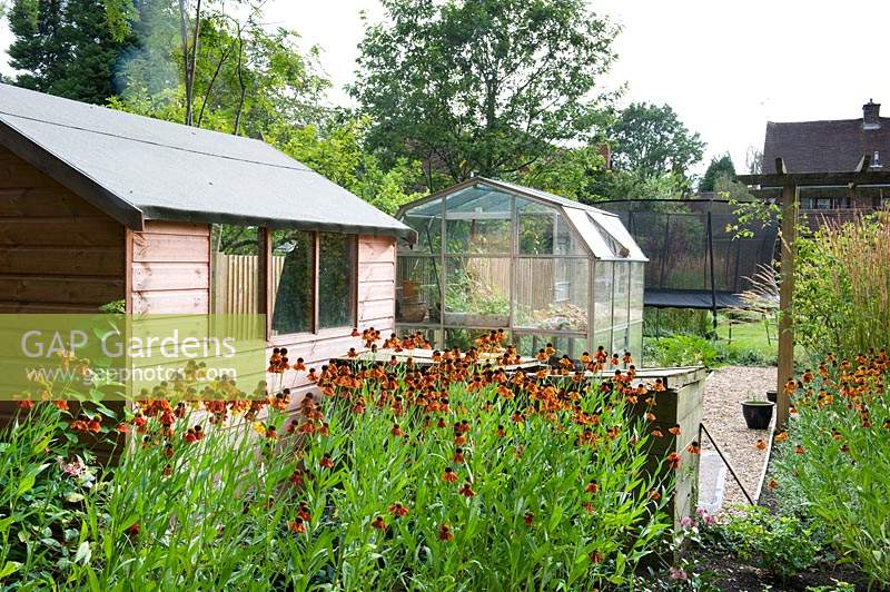 Back of a suburban garden, with Helenium, shed, greenhouse and trampoline 