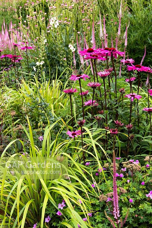 Pink border with Echinacea 'Pink Glow', Veronicastrum virginicum 'Erika' and Saponaria x lempergii 'Max Frei', yellow-leaved ornamental grasses