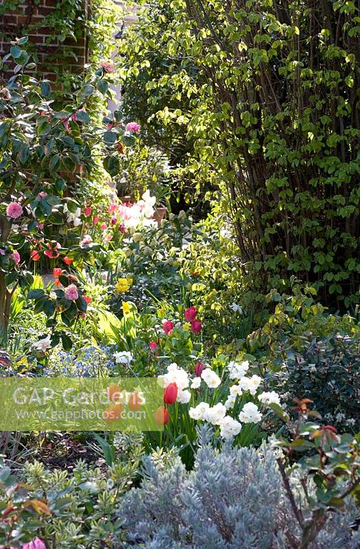 View through shrubs and flowering bulbs in woodland border 